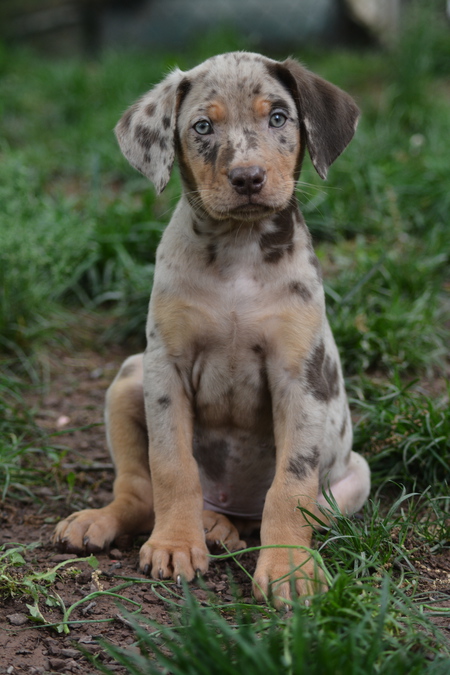 Entry image for Gatsby. Clicking this image will show a larger photo