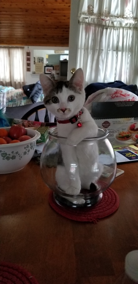 Entry image for Marley. Clicking this image will show a larger photo