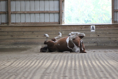 Entry image for Kallie. Clicking this image will show a larger photo