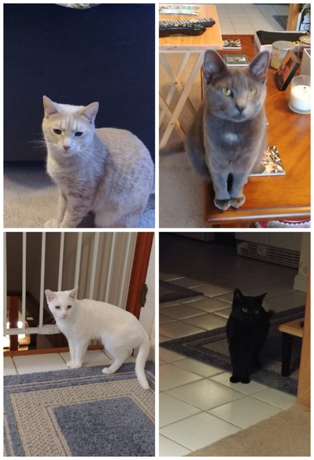 Entry image for Ruby, Sweet Pea, Boo, Sabrina. Clicking this image will show a larger photo