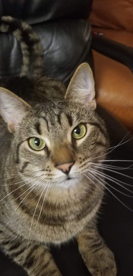 Entry image for Ozzy. Clicking this image will show a larger photo