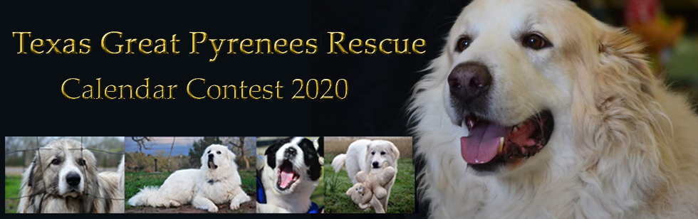Banner for 2020 Texas Great Pyrenees Calendar Contest