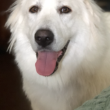 Entry image for Bella