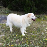 Entry image for Schatzi