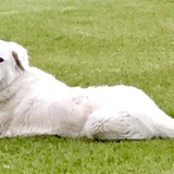 Entry image for Maggie