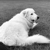Entry image for Bailey