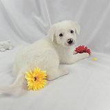 Entry image for Twig