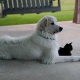 Entry image for Bodie and Barn Cat Luna