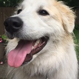 Entry image for Lily