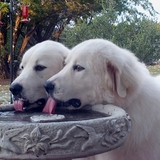 Entry image for Megos and Leukos