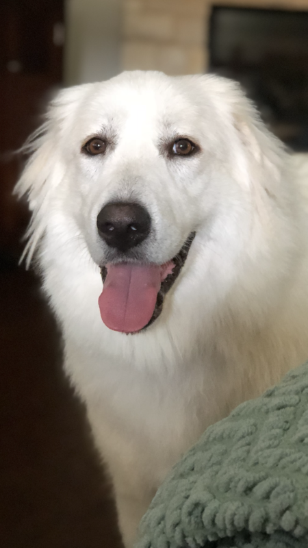 Entry image for Bella. Clicking this image will show a larger photo