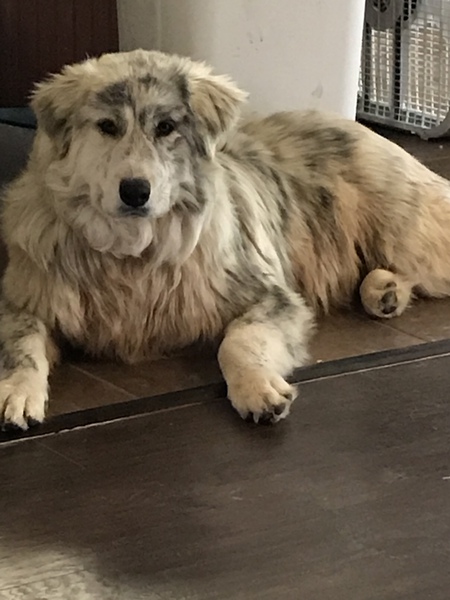 Entry image for Bailey. Clicking this image will show a larger photo
