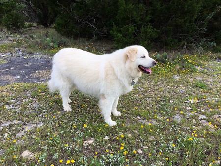 Entry image for Schatzi. Clicking this image will show a larger photo