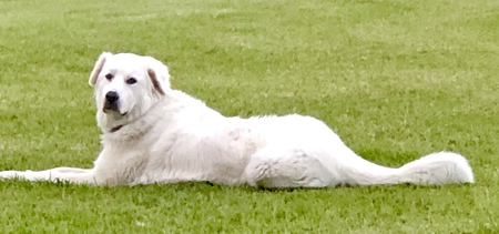 Entry image for Maggie. Clicking this image will show a larger photo