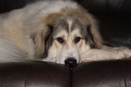 Entry image for Kenai. Clicking this image will show a larger photo