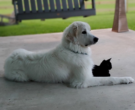 Entry image for Bodie and Barn Cat Luna. Clicking this image will show a larger photo