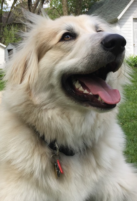 Entry image for Winston . Clicking this image will show a larger photo