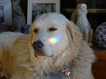 Entry image for NERYS (Formally (NERRISA). Clicking this image will show a larger photo
