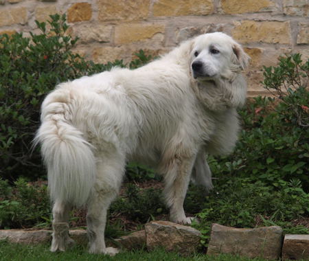 Entry image for Atticus. Clicking this image will show a larger photo