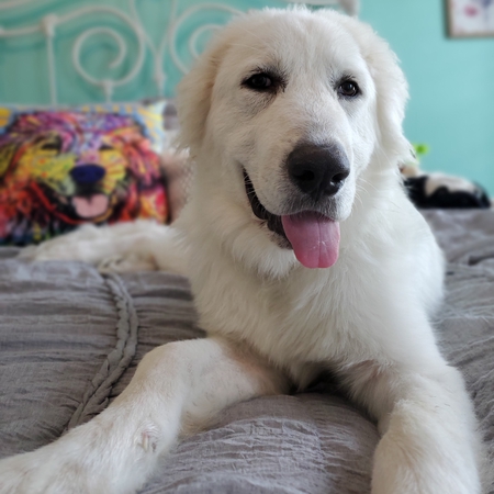 Entry image for Finley. Clicking this image will show a larger photo