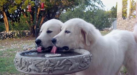 Entry image for Megos and Leukos. Clicking this image will show a larger photo