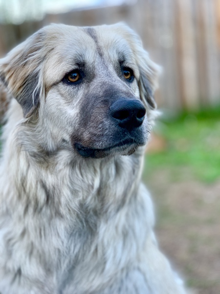 Entry image for Mazie. Clicking this image will show a larger photo