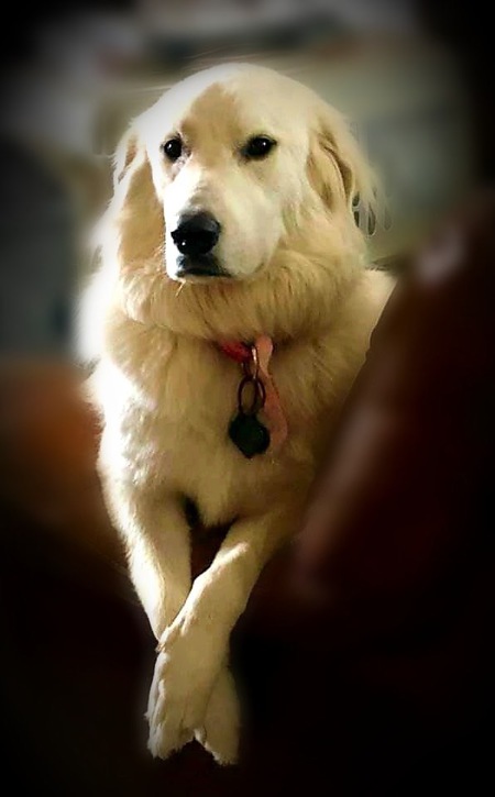 Entry image for Minni. Clicking this image will show a larger photo
