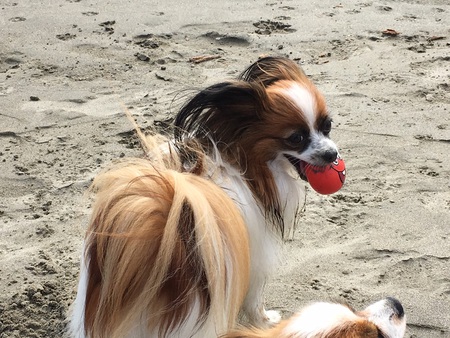 Bella