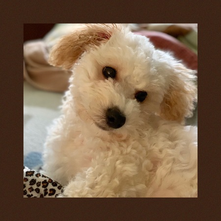Oscar