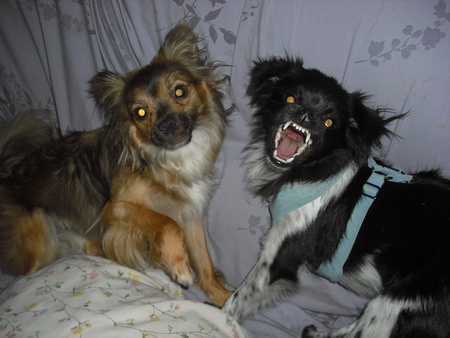 Oreo and Lexi