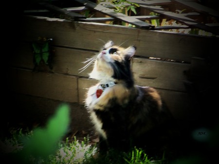 Cleo
