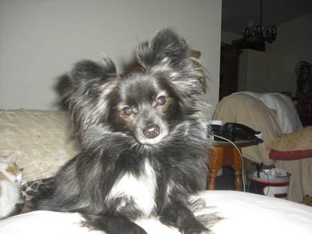 Lil Jo Jo
