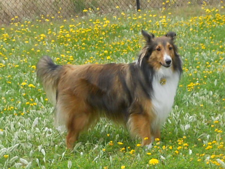 Keolani