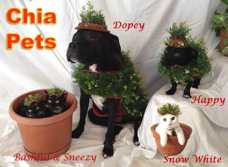 Dopey, Happy, Sneezy, Bashful, and Snow White