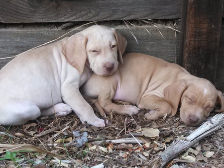 Joey and Gracie
