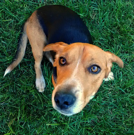 Linus