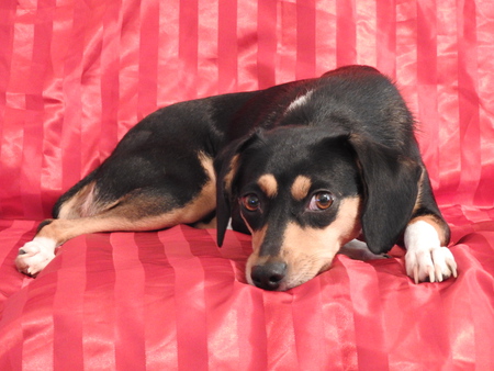 Bailey