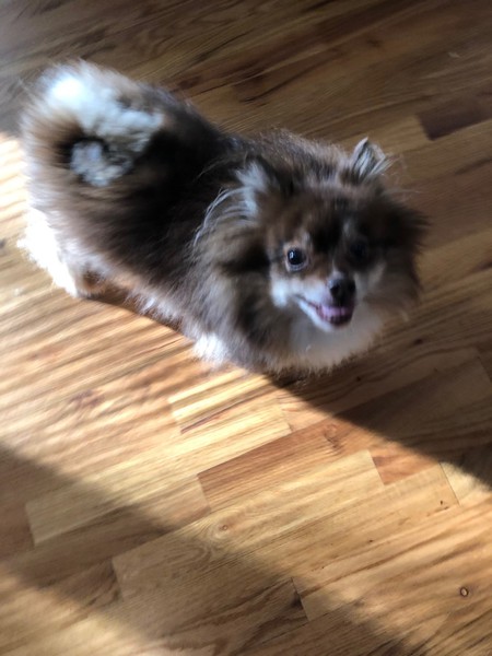 Hammie