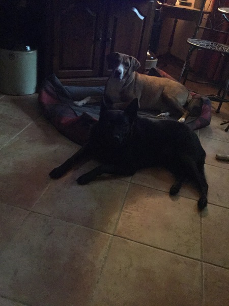 Willow and Buddy