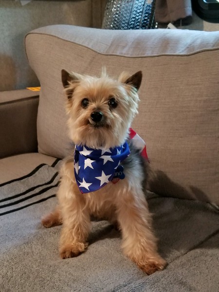 Bruno