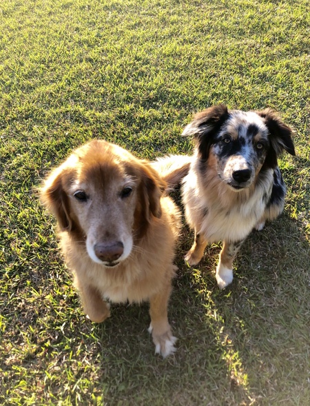 Gracie & Ace