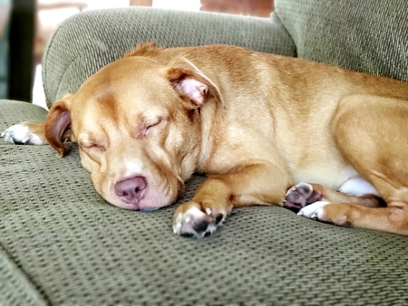 Koda