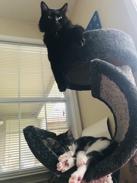 Luna and Loki