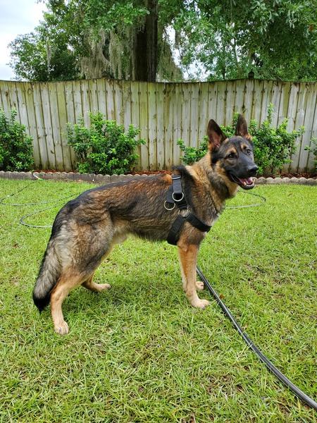 Taz
