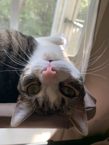Peanut