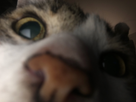 Potato