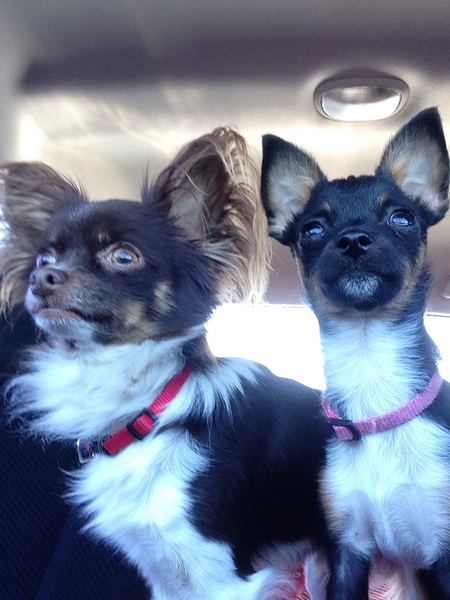Toby and Tessa