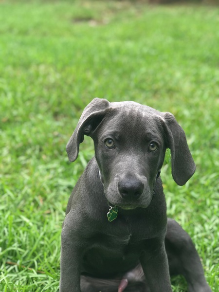 Oliver