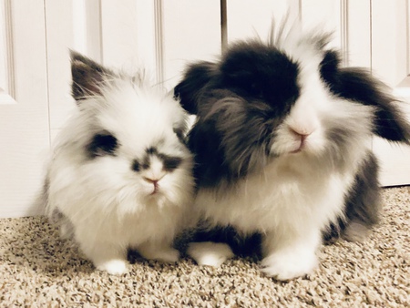 MaoQiu & Beau