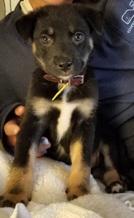 Bear
